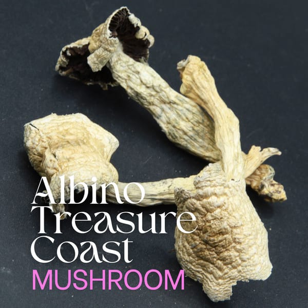 Buy Albino Treasure Coast Magic Mushrooms from Elephant Garden Co.