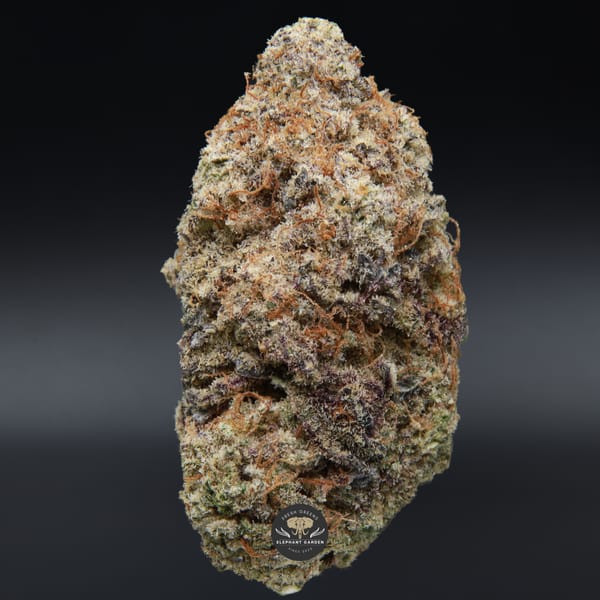 Buy Grateful Grape Elephant Garden March 2026