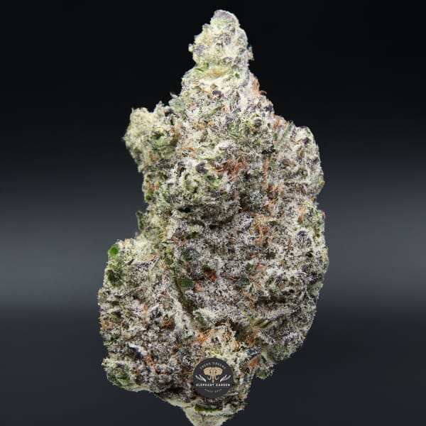 Buy Snowman Elephant Garden March 2026