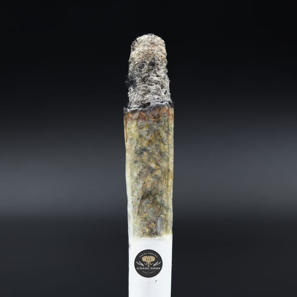 El Chapo LSO burn test Elephant Garden March 2026